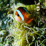 losing nemo