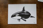 Blackfish by whitetippedwaves