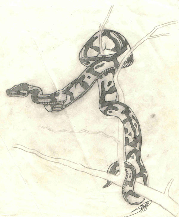 Ball Python by Squiggi on DeviantArt