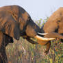 Elephant wrestling