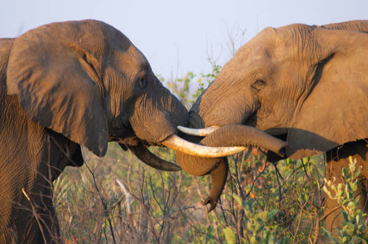 Elephant wrestling