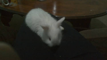 Meet Shiro The White Dwarf Bunny (Read Below)