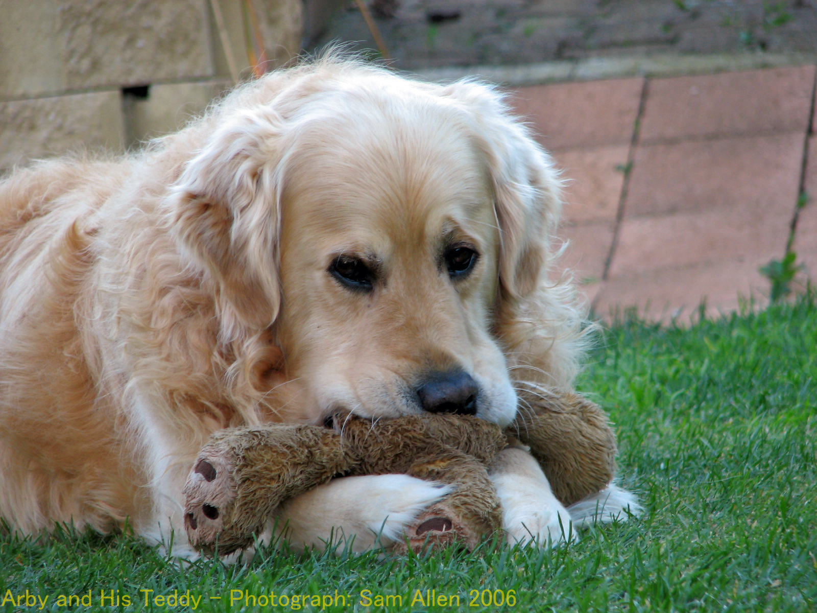 Golden Retriever and his Teddy