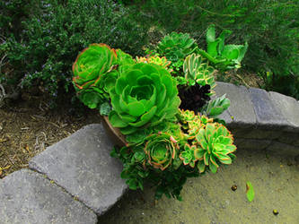 Plants on the Ledge