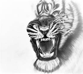 on progress tiger pencil sketch-rianprakasa