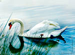summer swan