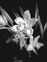 cymbidium