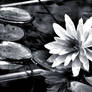 water lily