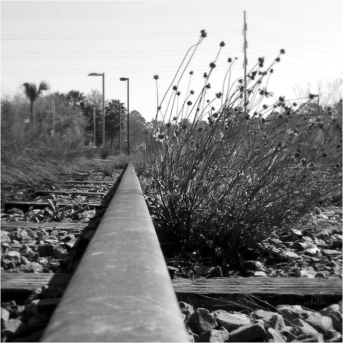 tracks