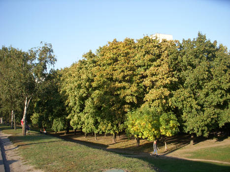 Trees of Kolomenskoye Part 3