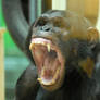 Chimpanzee yelling showing teeth