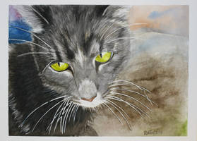 Cat- watercolor