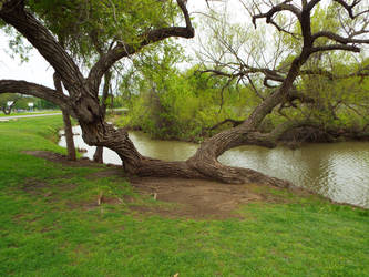 Twisted Tree