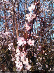 Blossom Tree