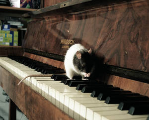 Ragtime Rat