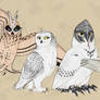 Owls V2