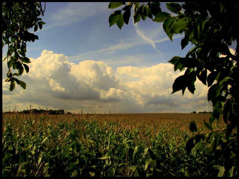 Cornfield