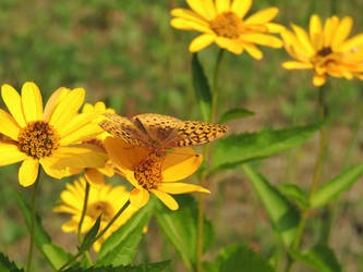 Butterfly on Flowers 