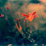 Summer-Timer