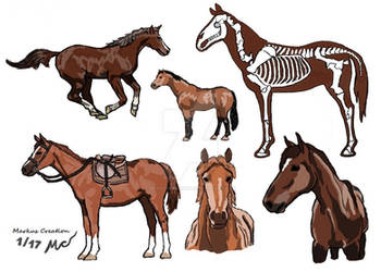 Markus Creation Horse study