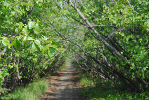 Walking Road