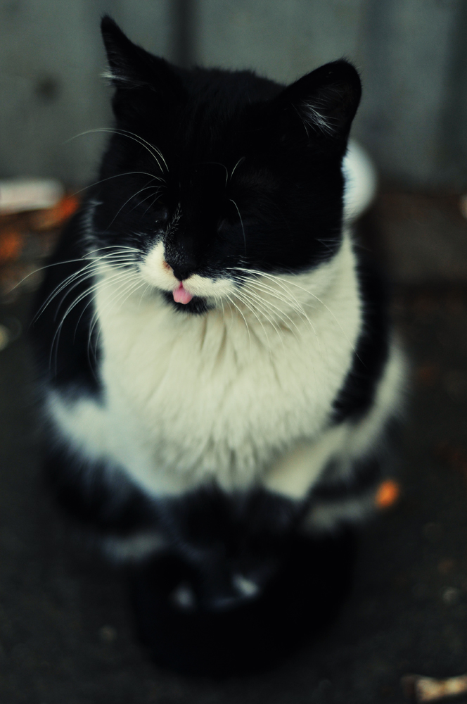 Cat tongue