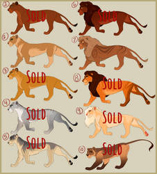 Lion Clearance Adoptables (Super Reduced Prices)