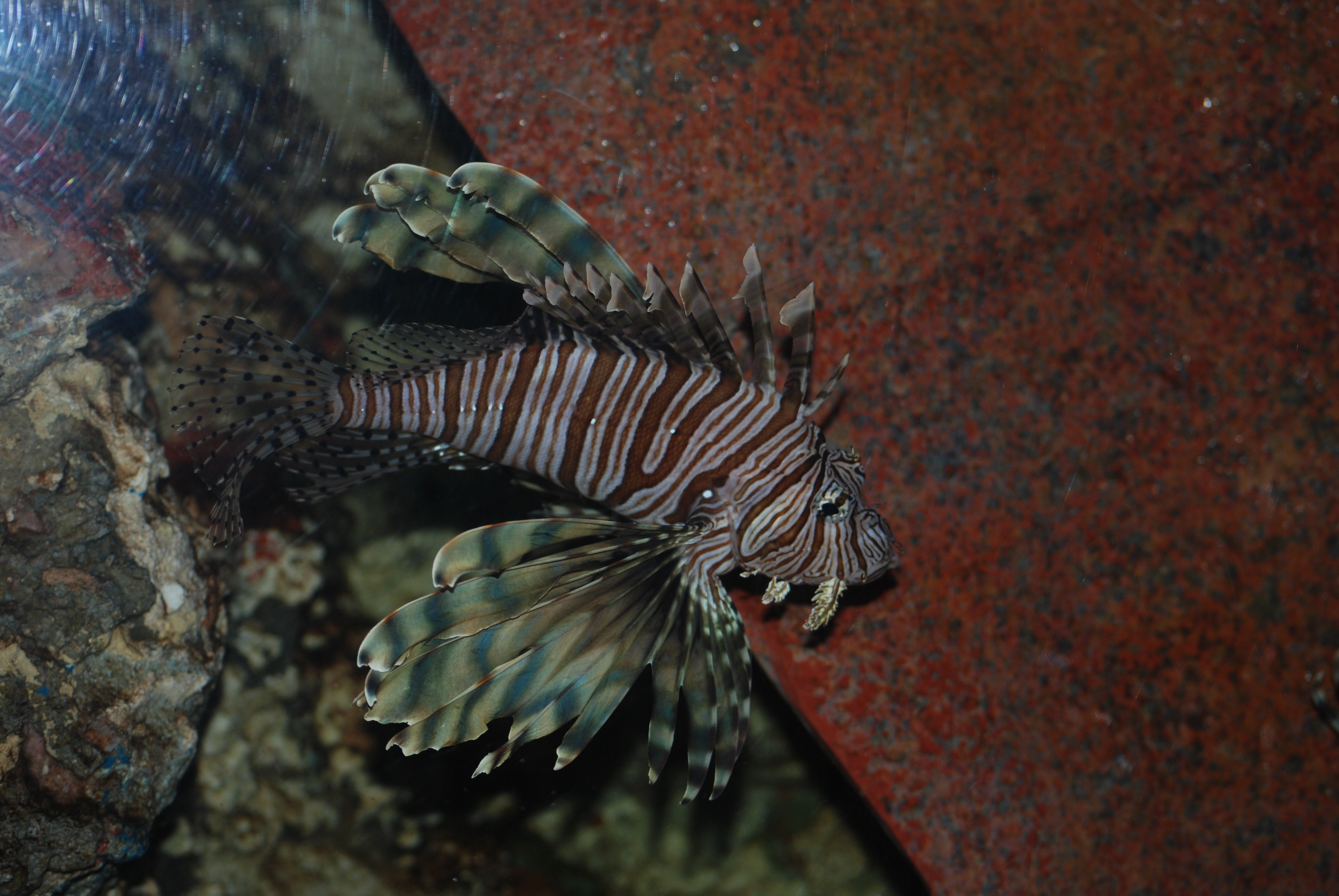 Lionfish