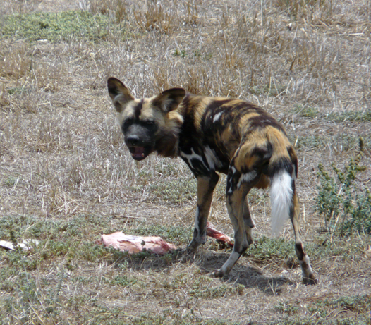 African wild dog - Feeding