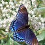 BlueButterfly