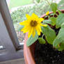 Sunflower 11