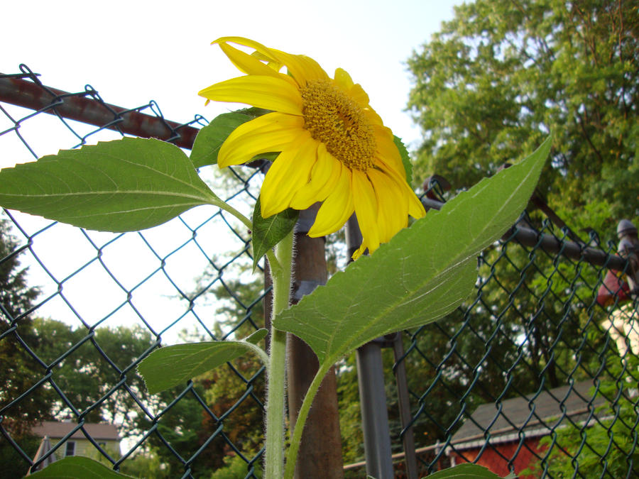 Sunflower 14