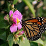 Monarch butterfly (2)