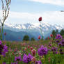 Flowers in the mountains