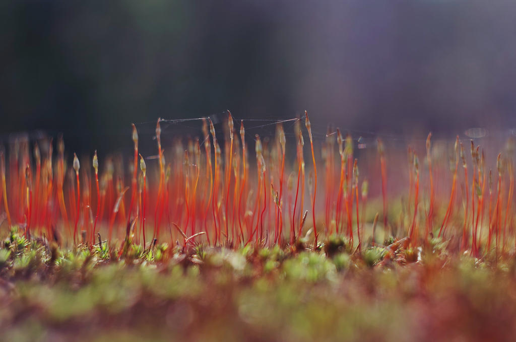 Micro forest