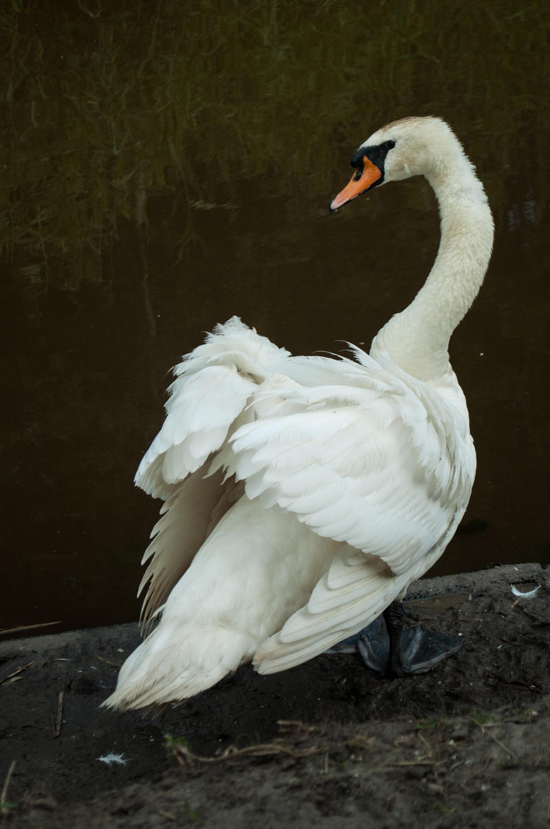 Swan-wings-2