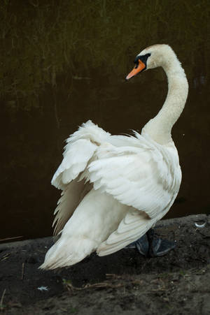 Swan-wings-2 by Lorinator Swan-wings-2 by Lorinator