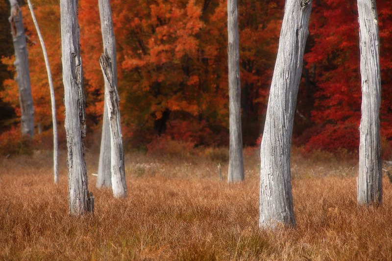 Sentinals