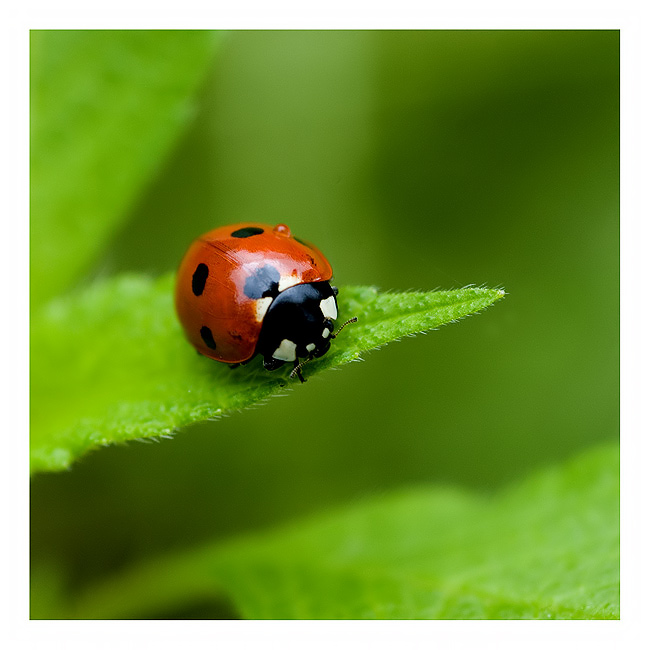 ladybug