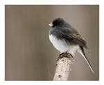 Junco by rscorp