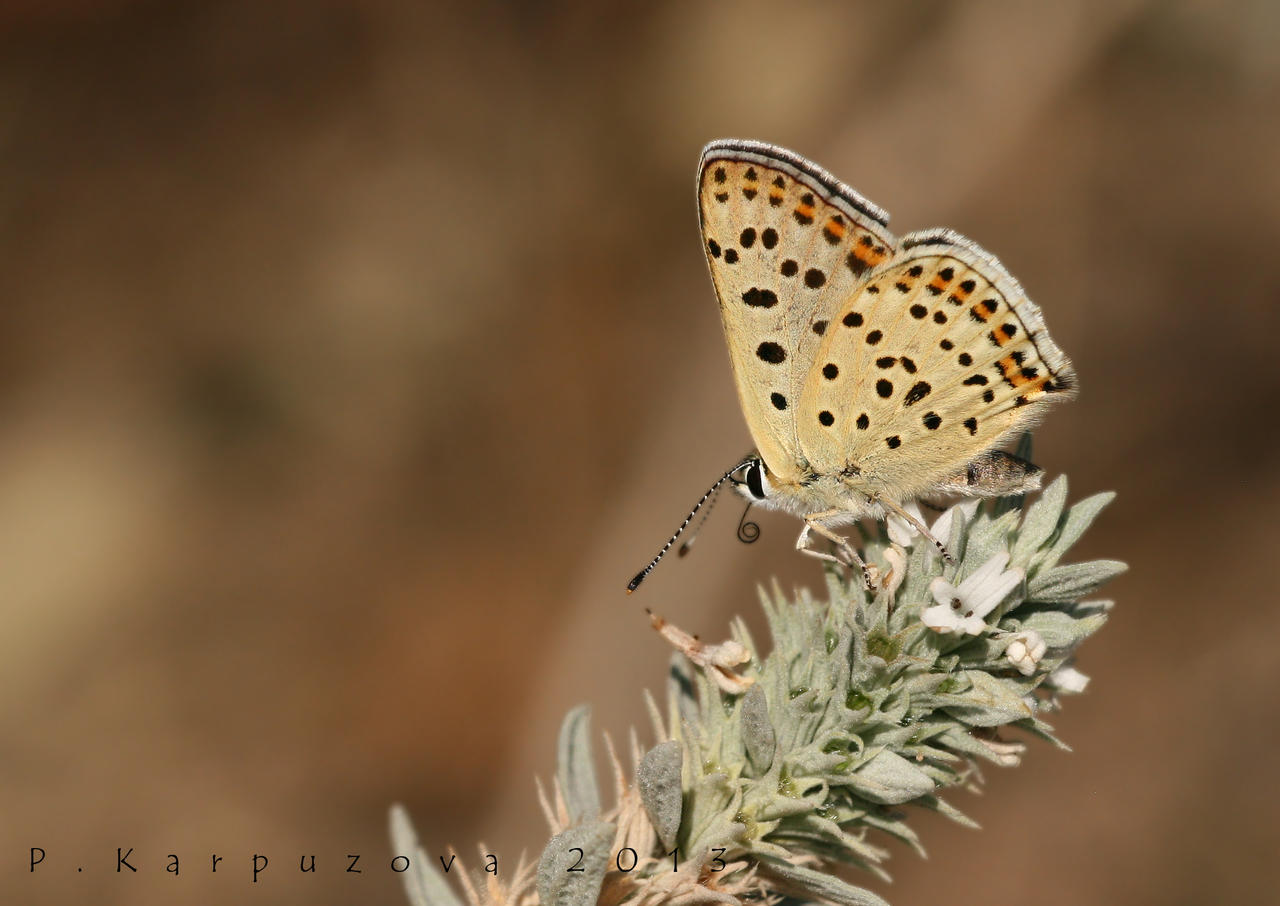 Lycaena Tityrus - Sooty Copper