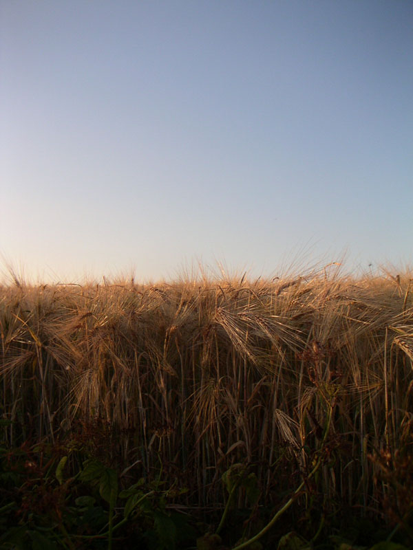 field and sky