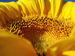 Sun Flower by enzedgreen