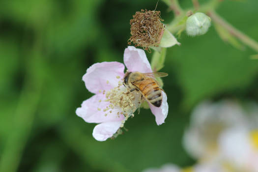 `Blackberry Bee