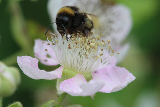 Blackberry Bumblebee