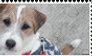 jack russell terrier stamp