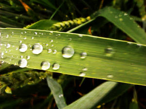 After Rain 4