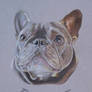 Jaxx, The French Bulldog