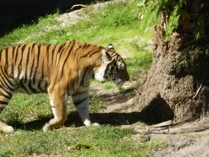 Tyger, Tyger