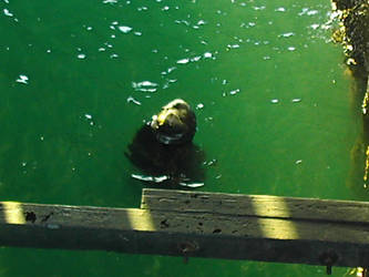 sea otter